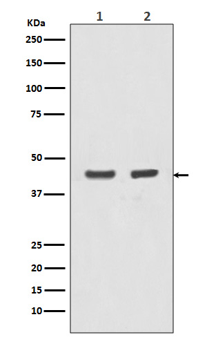 Actin(Alpha-Actin)