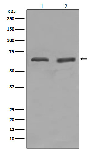 Rabbit Monoclonal to YY1