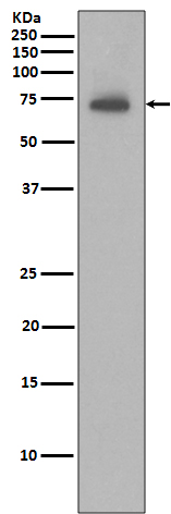 IAP2