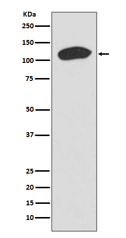Rabbit Monoclonal to KAP1