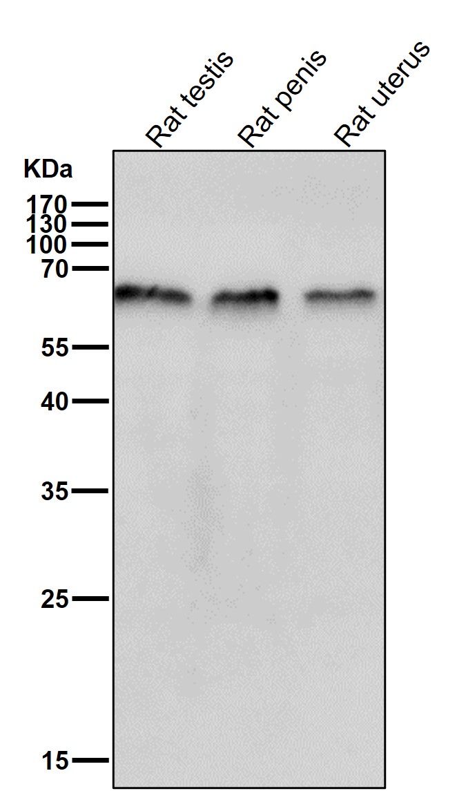 TRAF6