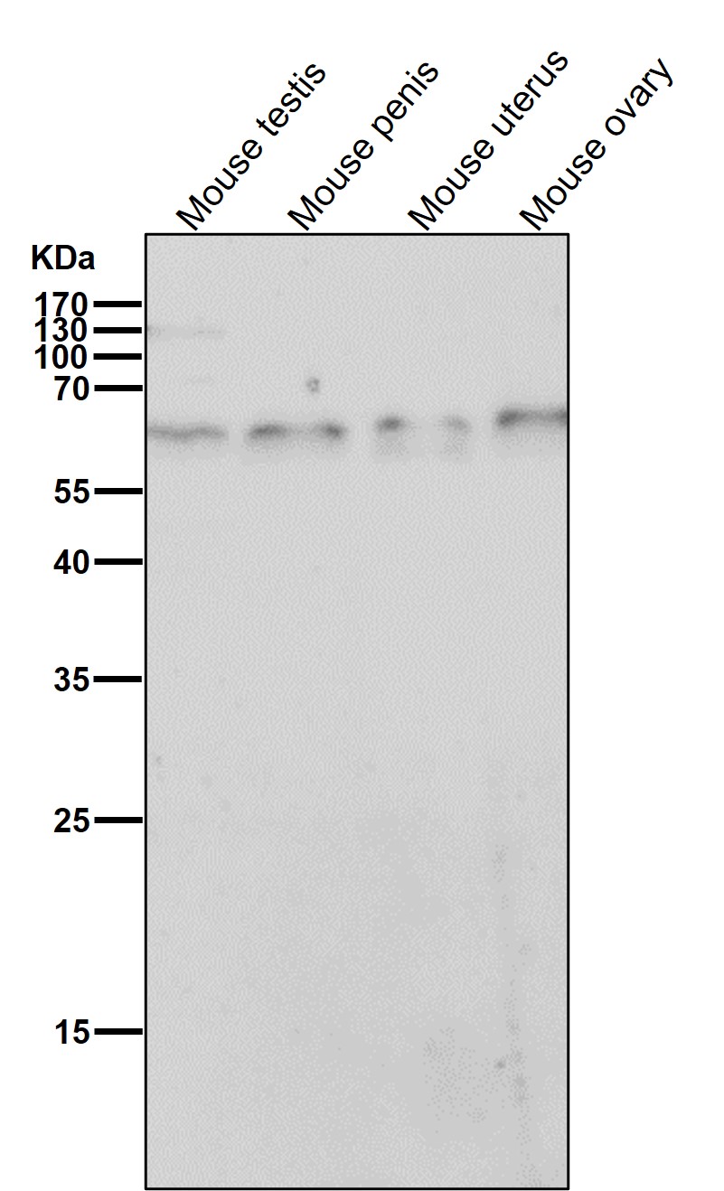 Rabbit Monoclonal to TRAF6