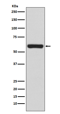 TRAF6
