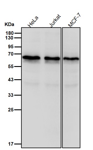 Rabbit Monoclonal to TRAF6