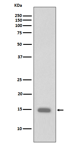 Rabbit Monoclonal to Phospho-HistoneH3(S10)