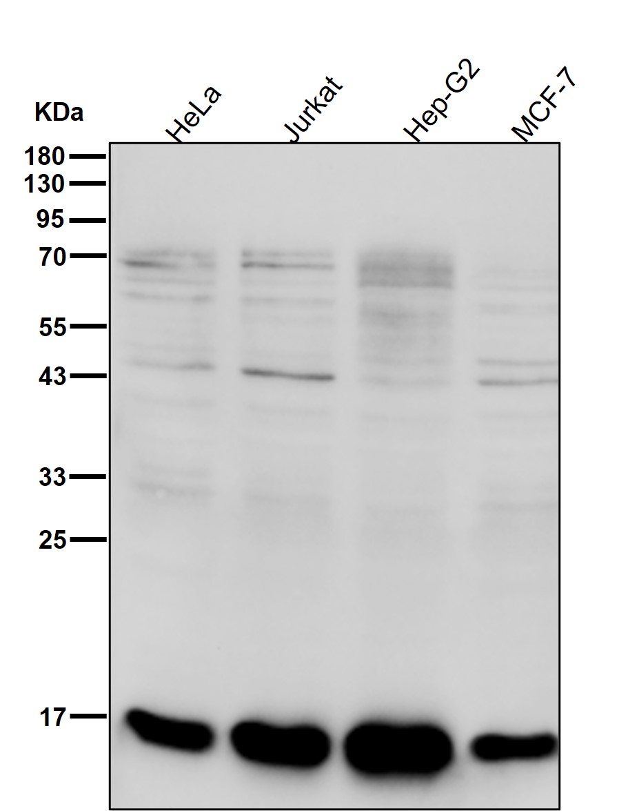 Rabbit Monoclonal to Phospho-HistoneH3(S10)