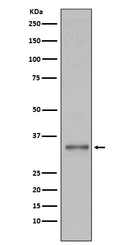 Rabbit Monoclonal to TorsinA