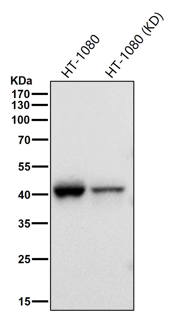 Rabbit Monoclonal to MHC classI