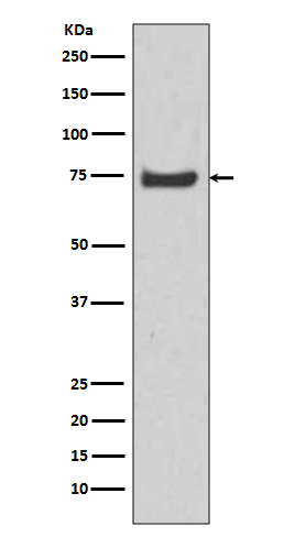 HSPA12A