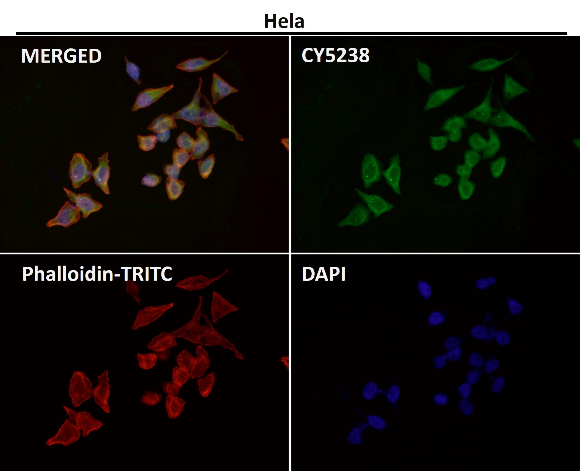 Rabbit Monoclonal to CD86