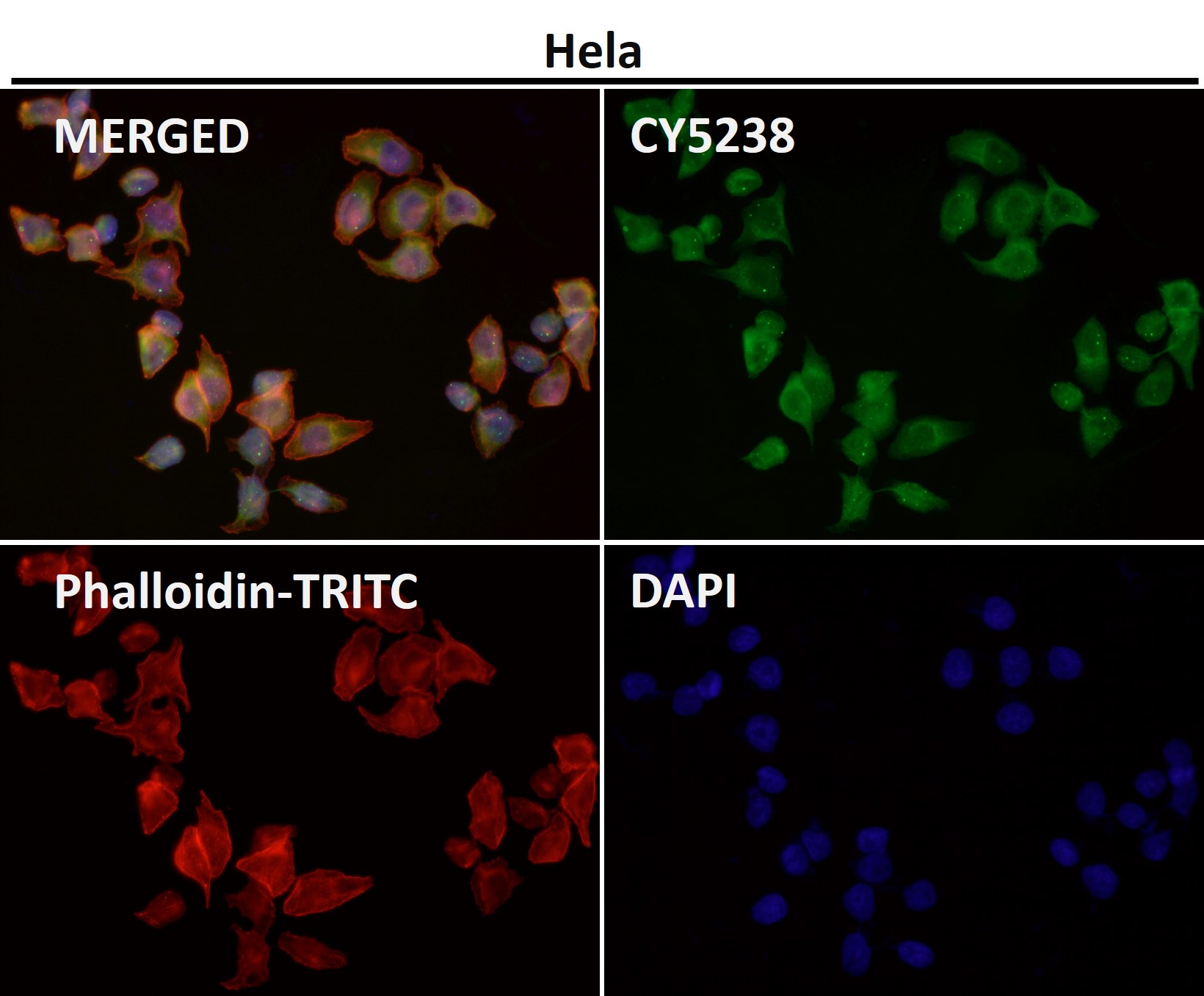 Rabbit Monoclonal to CD86