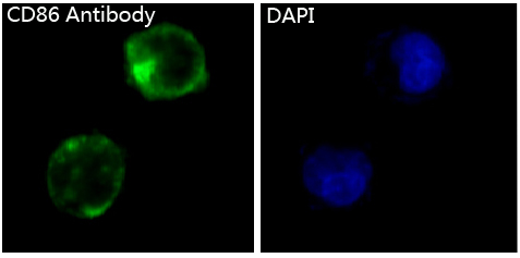 Rabbit Monoclonal to CD86