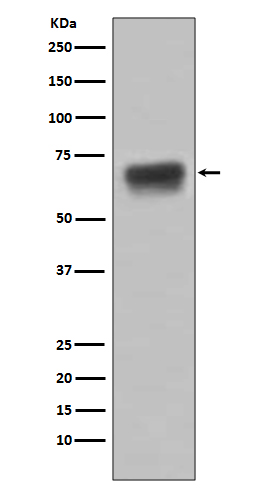 Rabbit Monoclonal to CD86