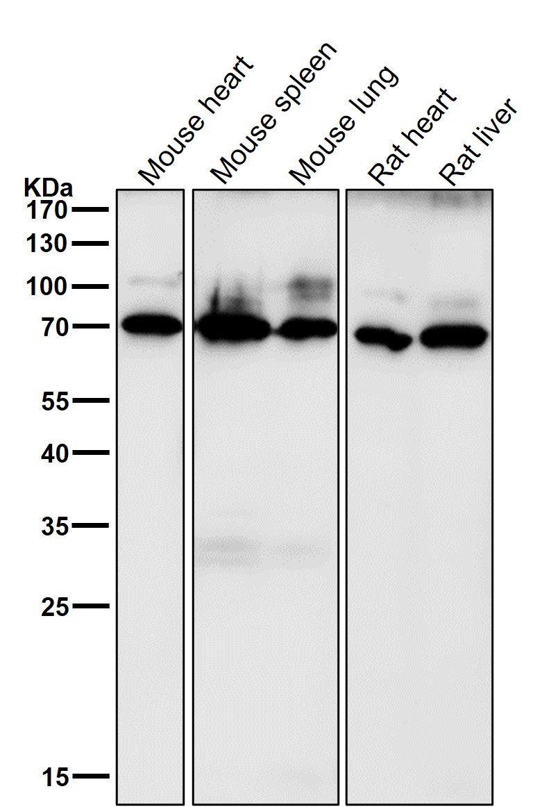 CD86