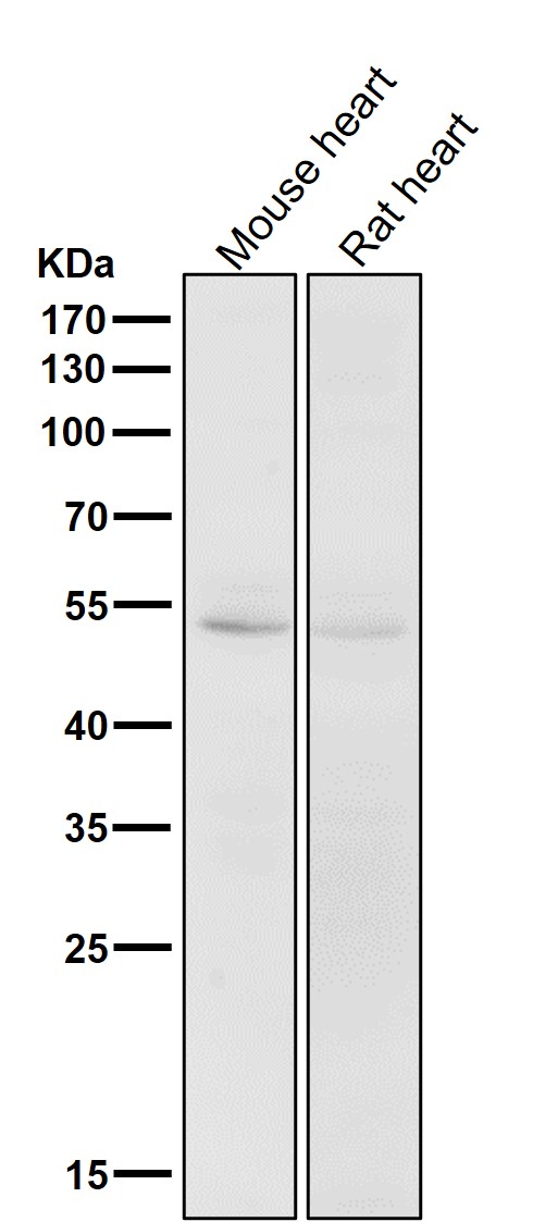 CD47