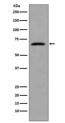 CDC7
