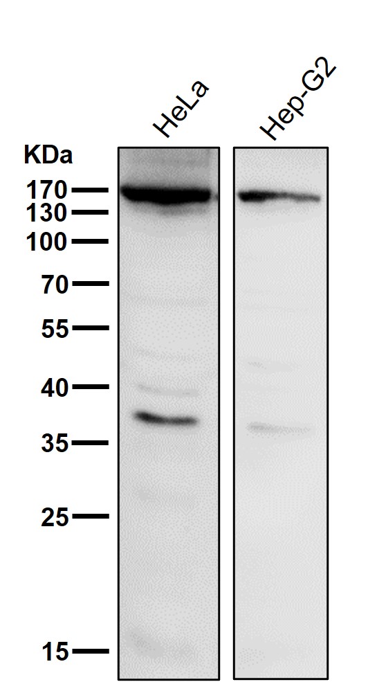 APAF1
