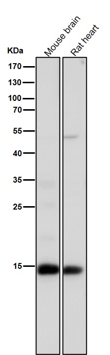 Histone H3(acetylK14)