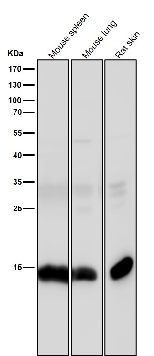 Rabbit Monoclonal to Histone H3(acetylK14)