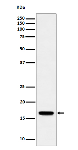 Rabbit Monoclonal to TCEB2