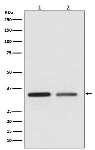 Rabbit Monoclonal to WNT2