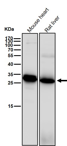 Rabbit Monoclonal to WNT2