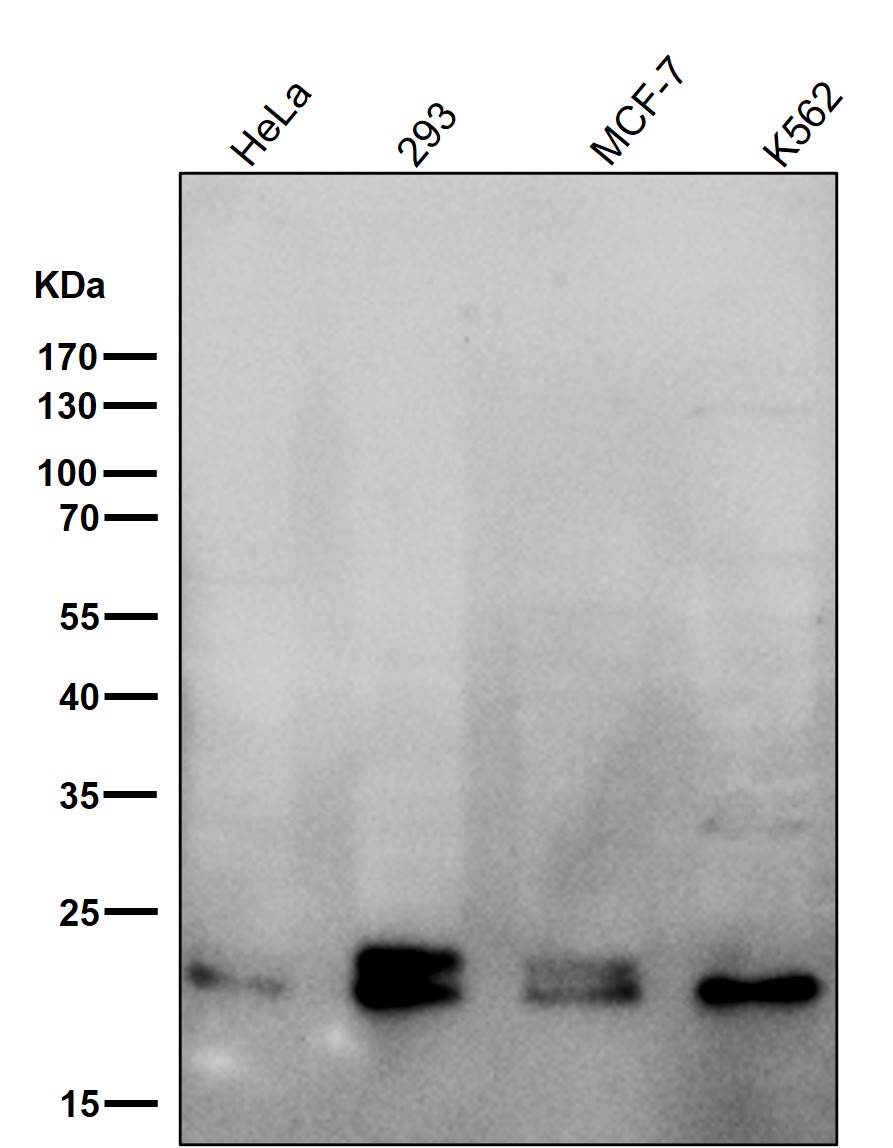 Rabbit Monoclonal to RAB11A