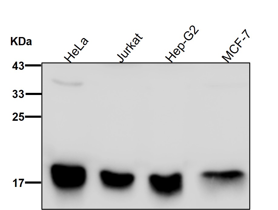 DNAJC15