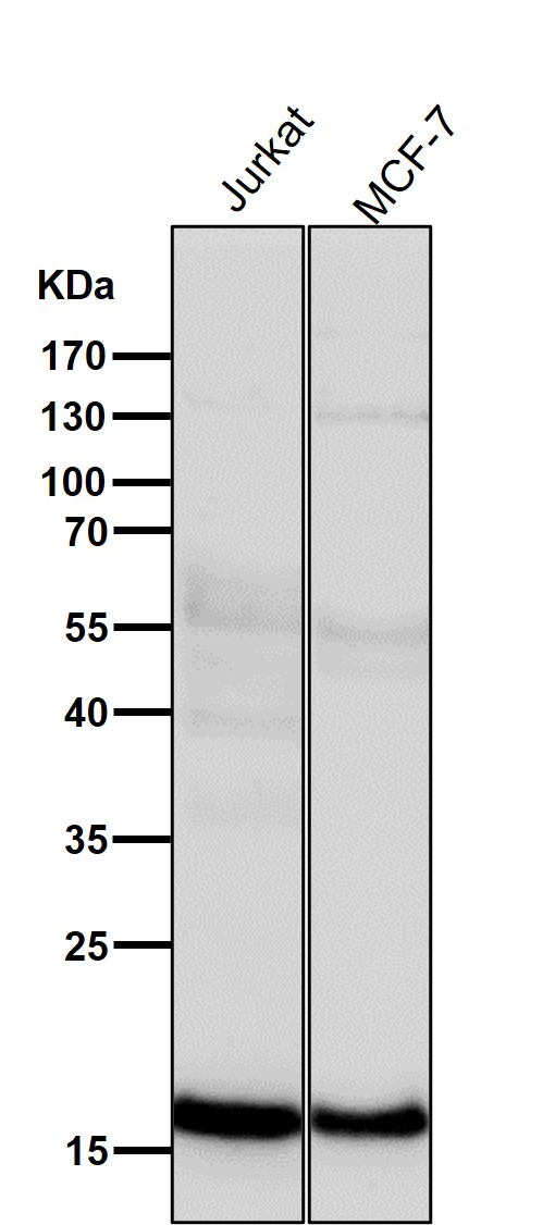 Rabbit Monoclonal to p16 ARC