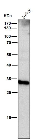Cathepsin D