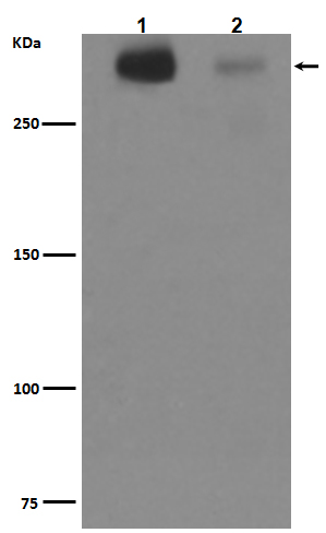 Tenascin