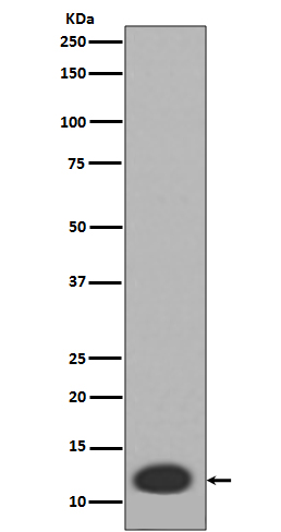 MRP8