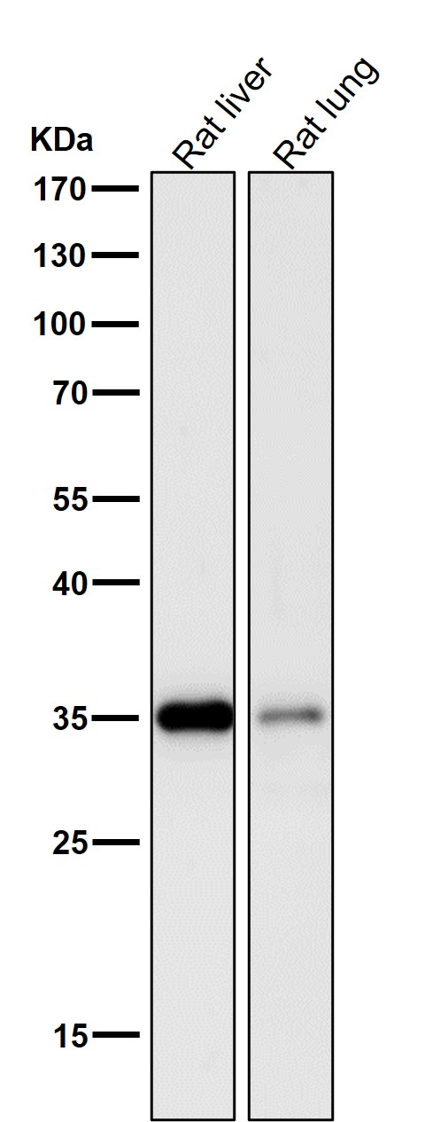 Lactate Dehydrogenase