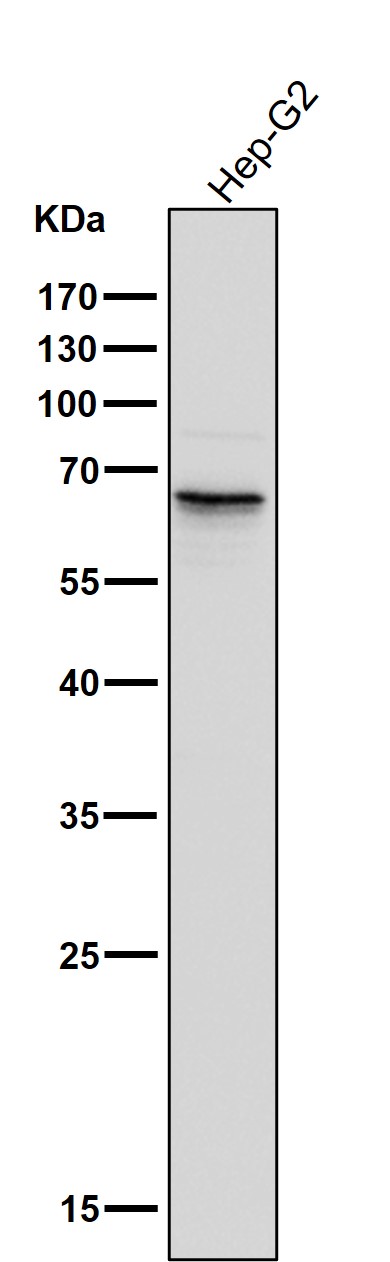 Phospho-PAK1/2/3(S144+S141+S139)