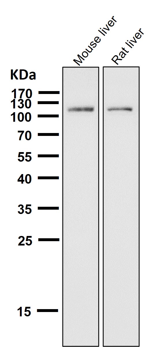 ABCG1