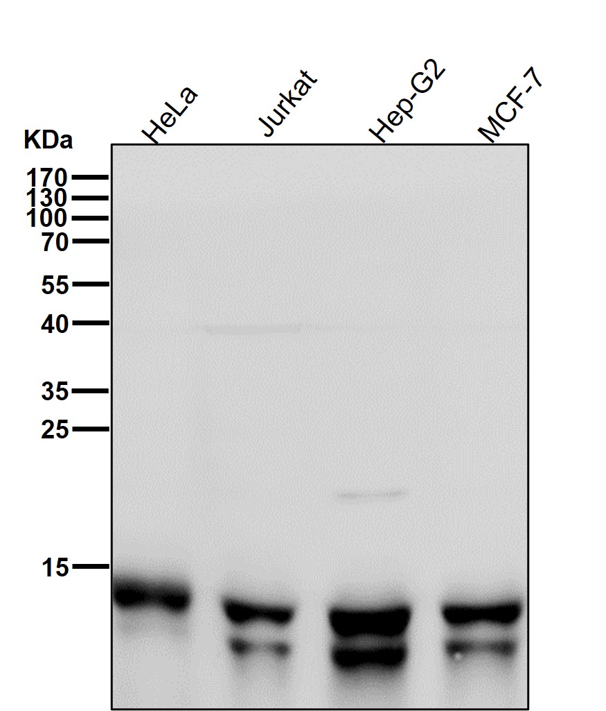 RNF7