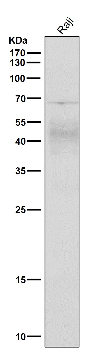 CXCR4
