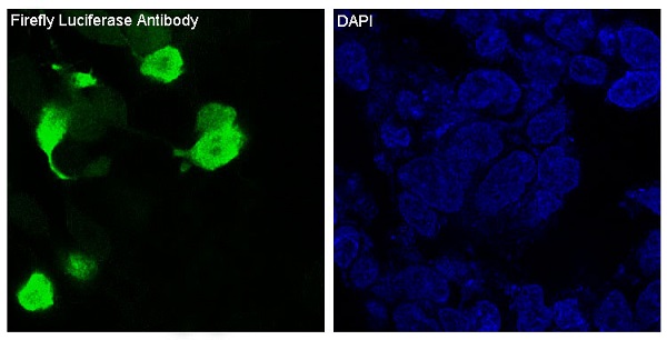 Rabbit Monoclonal to Firefly Luciferase