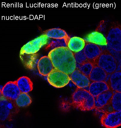Rabbit Monoclonal to Renilla Luciferase