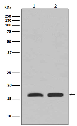 Rabbit Monoclonal to PBR