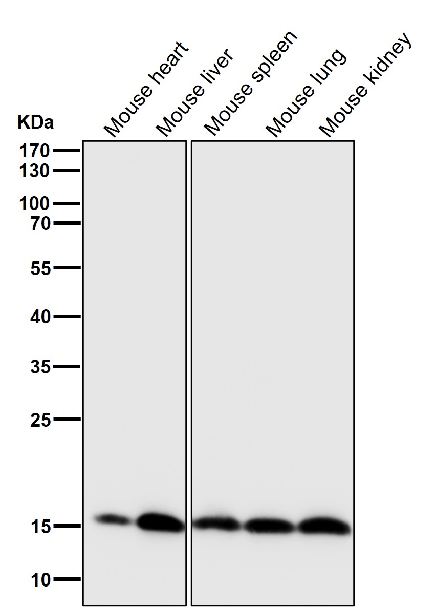 Rabbit Monoclonal to PBR
