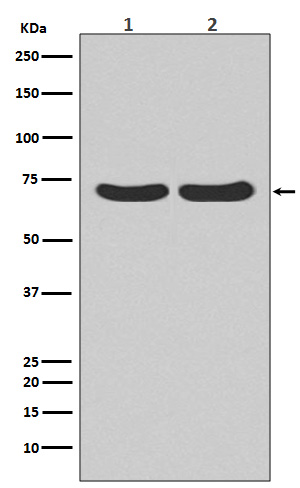 Rabbit Monoclonal to Hsc70