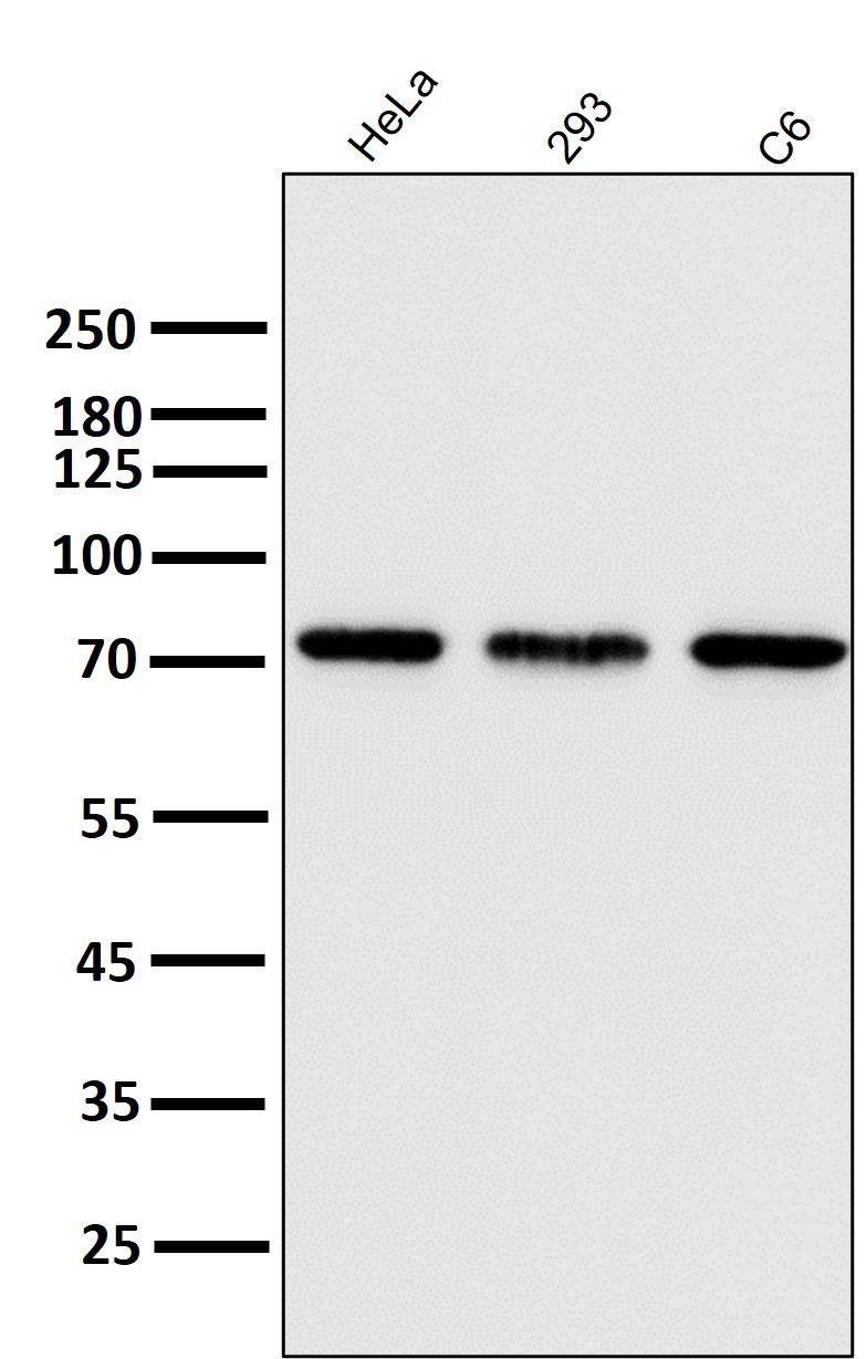 Rabbit Monoclonal to Hsc70