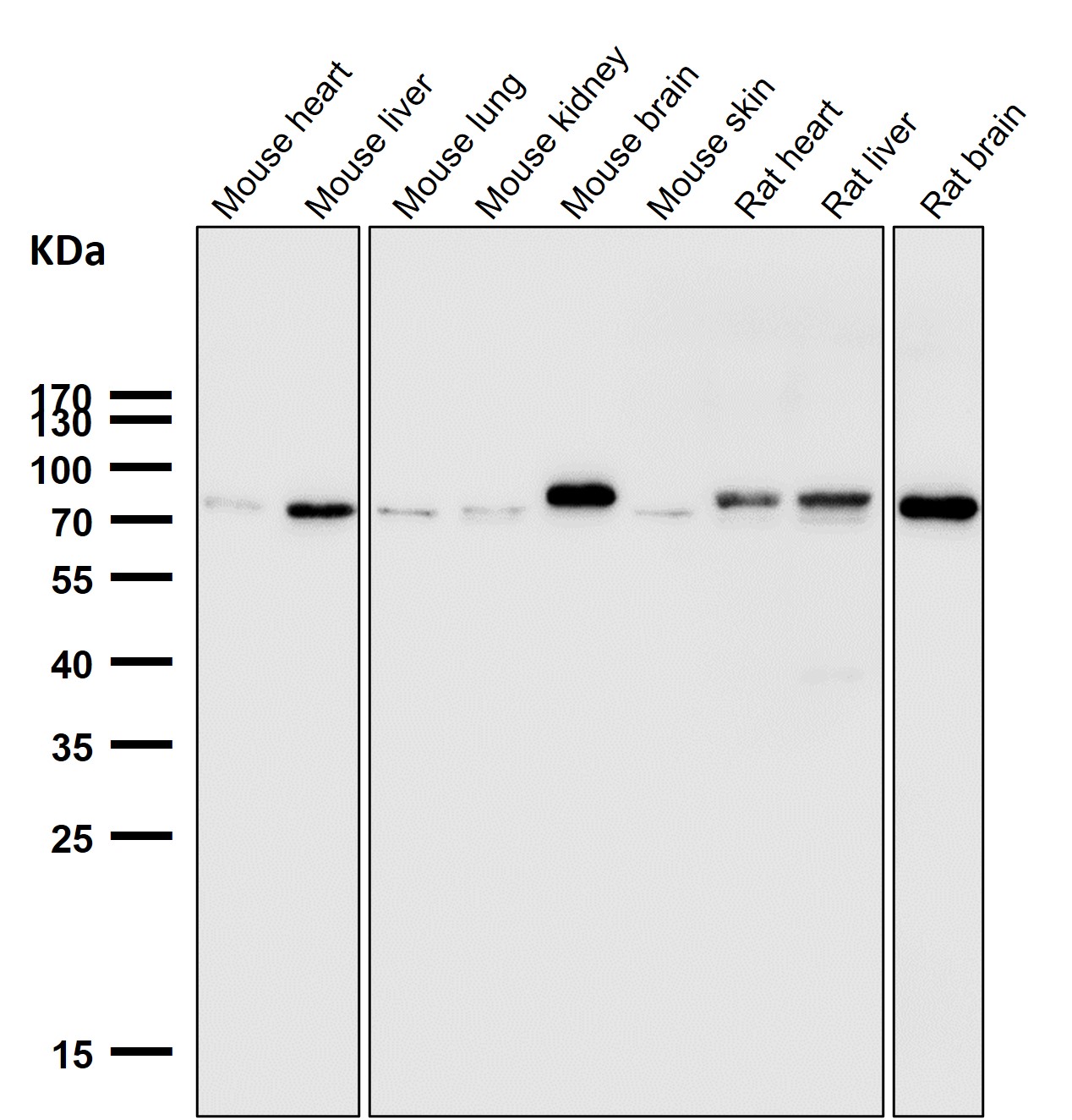 Rabbit Monoclonal to Hsc70