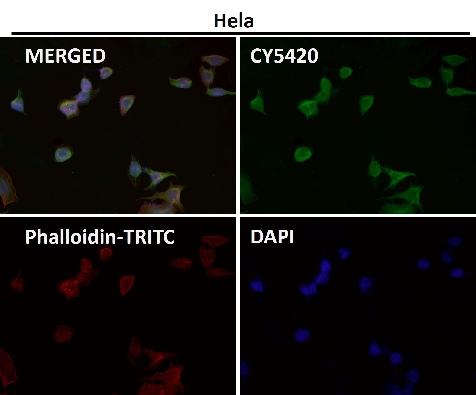 Rabbit Monoclonal to DUSP6