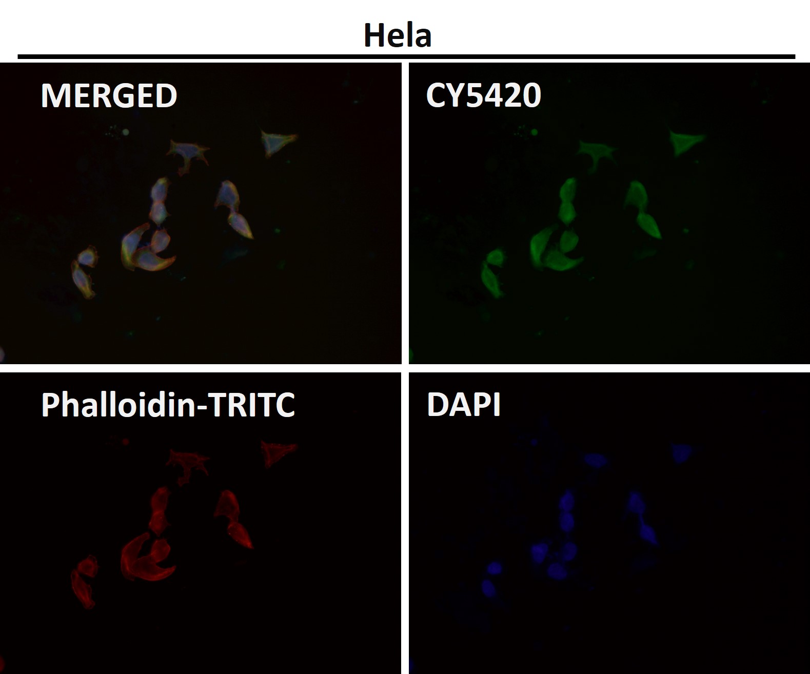 Rabbit Monoclonal to DUSP6