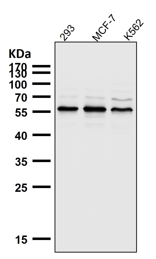 Rabbit Monoclonal to AKT1/2/3