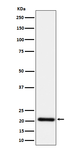 Rabbit Monoclonal to HN1