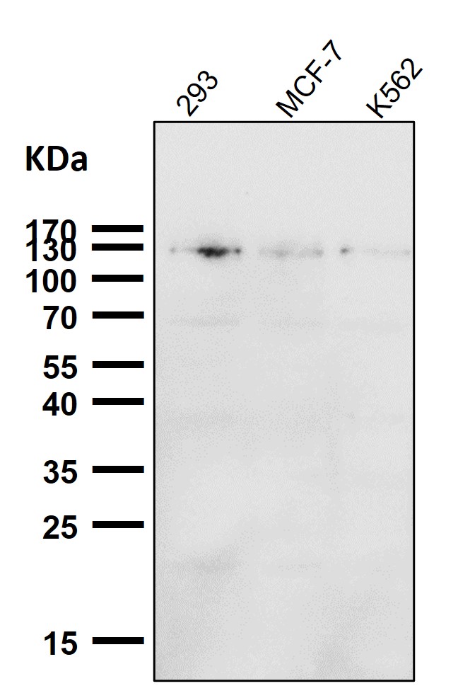 Phospho-ULK1(S556)