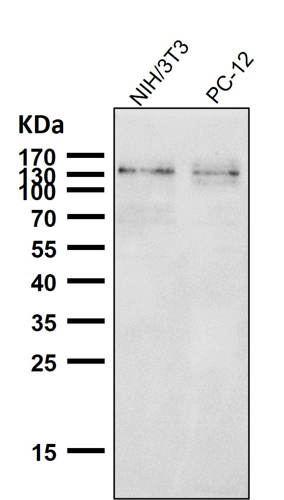 Rabbit Monoclonal to Phospho-ULK1(S556)